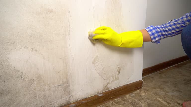 Best Mold Documentation for Insurance Claims  in West Cape May, NJ