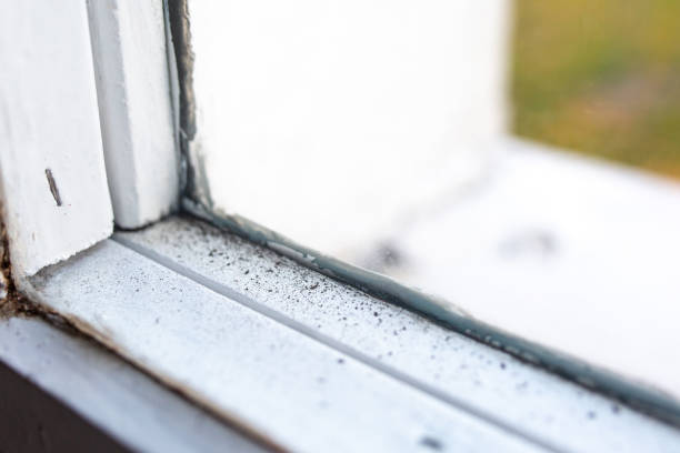 West Cape May, NJ Mold Removal Company