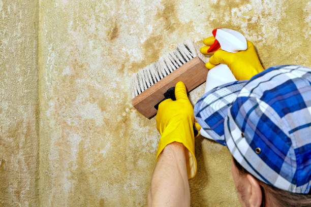 Best Mold Remediation for Healthcare Facilities  in West Cape May, NJ