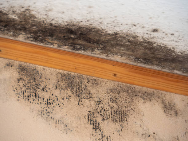 Best Emergency Mold Remediation  in West Cape May, NJ