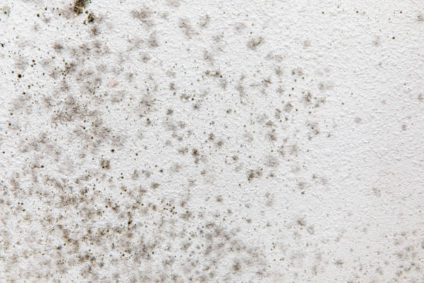 Best Biohazard Mold Removal  in West Cape May, NJ