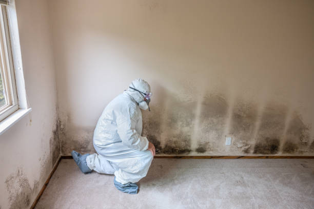 Best Asbestos and Lead Testing During Mold Inspection  in West Cape May, NJ