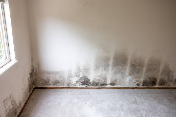 Best Real Estate Mold Inspection  in West Cape May, NJ