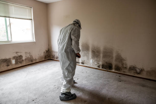 Best Comprehensive Air Testing for Mold Contaminants  in West Cape May, NJ
